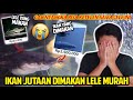 IKAN JUTAAN RUPIAH DIMAKAN LELE MURAH! GAK NYANGKA TERNYATA BISA KETELEN SAMA LELE INI!