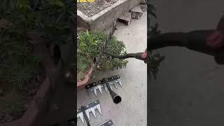 WB #WW1134810