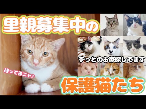 ラリックの猫 猫のクリスタル 里親募集 謹璽 LALIQUE Crystal Frosted Cat ラリック 猫 美品 坐像