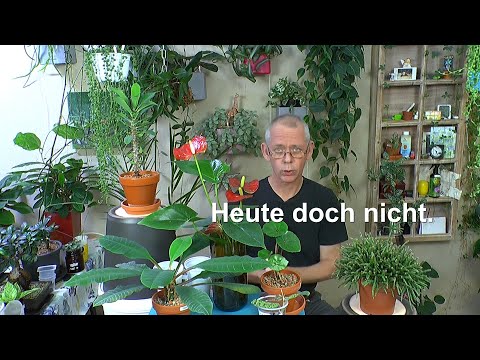 Video: So Verkaufen Sie Pflanzen