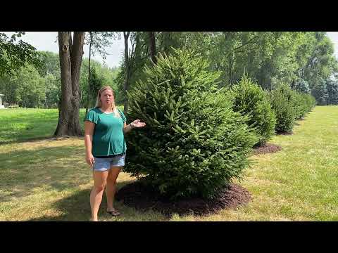 Video: Zistite, ako správne valiť brezovú šťavu? Zber brezovej miazgy na zimu