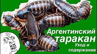 Аргентинские тараканы, уход и содержание, делаем террариум для тараканов