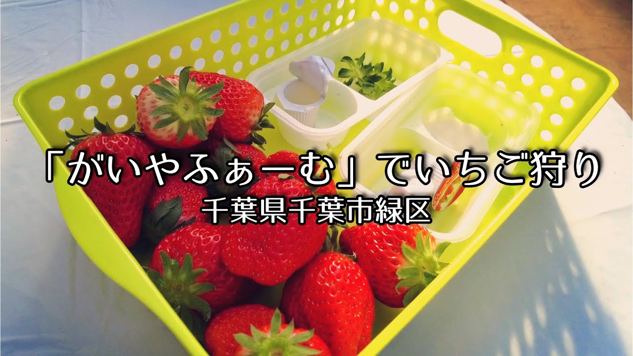 【Vlog】「がいやふぁーむ」でいちご狩り／千葉県千葉市緑区