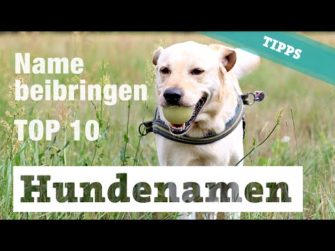 Video: Wie Wählt Man Einen Spitznamen Für Einen Hund