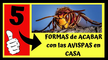 ¿Cómo evitar que las avispas vuelvan después de retirar el nido?