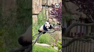 Download Lagu 🐼 Panda jatuh dari pohon 🤣 #subscribe #viral #viralvideo #trending MP3 Download Lagu 🐼 Panda jatuh dari pohon 🤣 #subscribe #viral #viralvideo #trending MP3