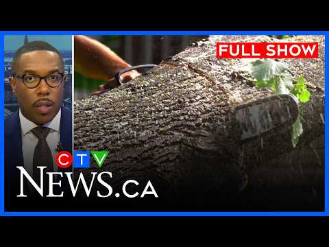 Crews scramble to clear fallen trees | CTV News Ottawa at Five for August 14, 2026