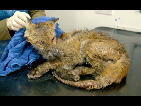 FOX MANGE - What is it and how can you help? (Sarcoptic Mange)