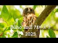 2025 アオバズク その1 Búho azul parte 1