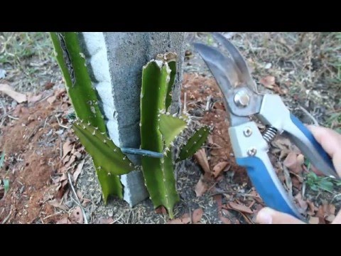 Dragon Fruit Pruning Stem - YouTube