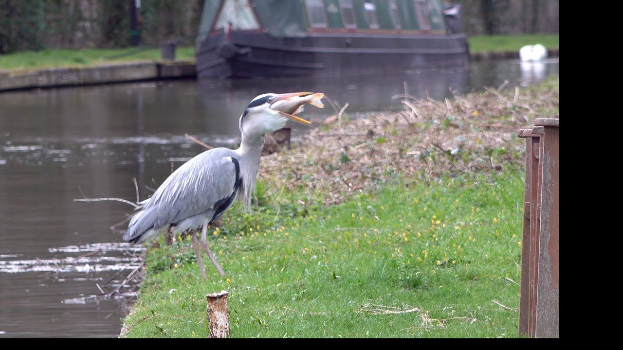 heron swallowing a large fish