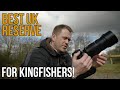 Wildlife Photography at the UK's BEST NATURE RESERVE for Kingfishers!