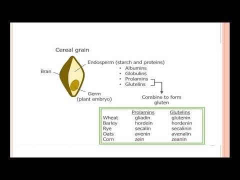 SEED STORAGE PROTEINS