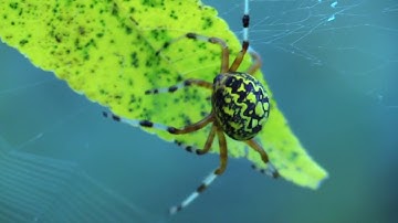 Worlds prettiest colorful spider - Canon VIXIA HF G40