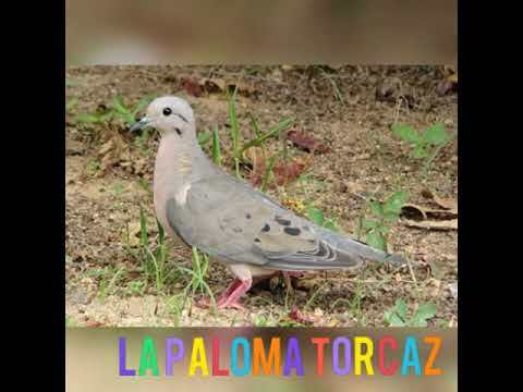 Video: Leyendas Y Mitos Sobre Las Palomas