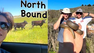 'North Bound' || A California Coast Snake & Surf Trip