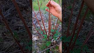 Cómo Hacer Cuerda Natural Ultra Resistente? Torvisco, Planta Anti Garrapatas Y Malos Espíritus