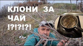 :    TEA FROM BRANCHES #foraging #plants #herbs
