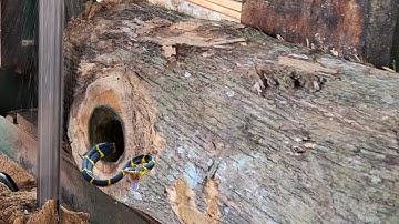 Unexpected surprise sawing old teak logs full of mystery at the sawmill 