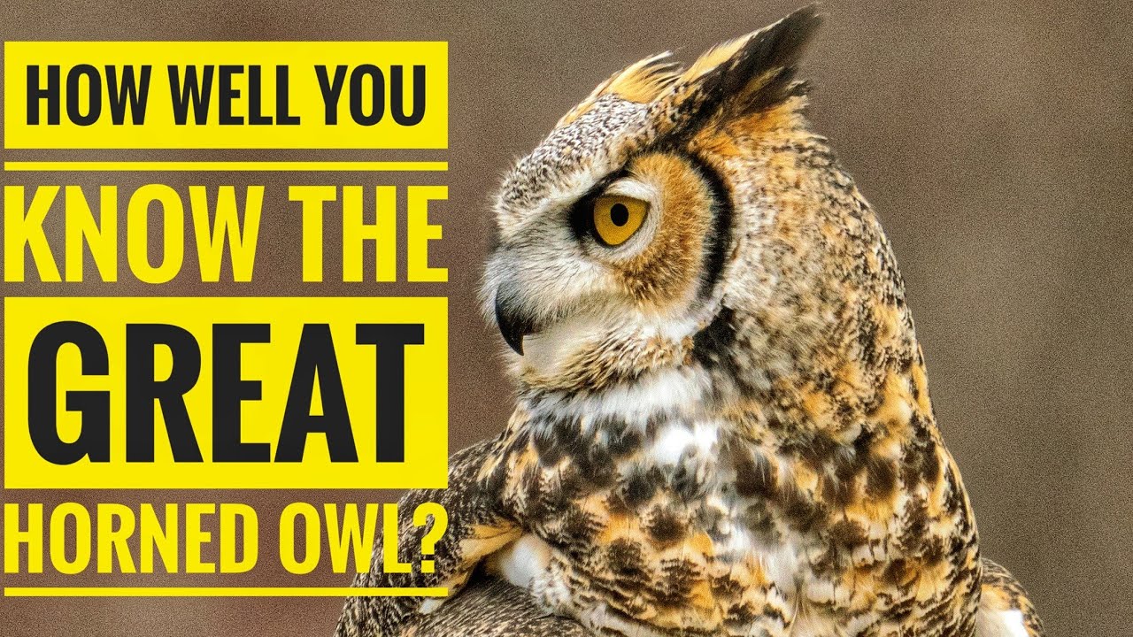 Great Horned Owl Descriptions, Characteristics and Facts! YouTube