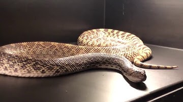 Sonoran Gophersnake Hissing