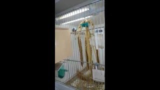 Амадины гульда, ставим домик на второе гнездование Амадины гульда, ставим домик на второе гнездование