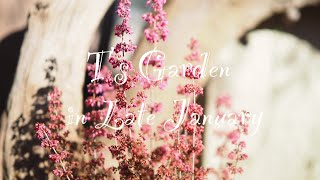 《1月下旬の庭》ガーデニング＊新しい花木と春花壇の植栽計画《T's Garden》