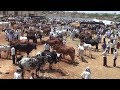 Basavakalyan cattle fair | Deoni Khillari Jawari Hanama breeds