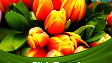 Tulip Flowers Beauty PowerPoint Templates Themes And Backgrounds ppt themes