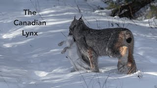 Canadian Lynx Hunting Snowshoe Hare