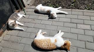 Stories of country cats  We're sunbathing