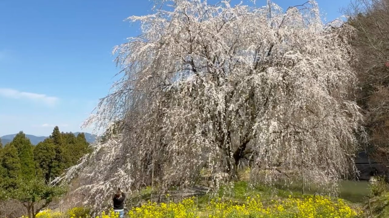 2025/04/04 超超超超超撮り頃です！ 相野の花（しだれ桜） その6