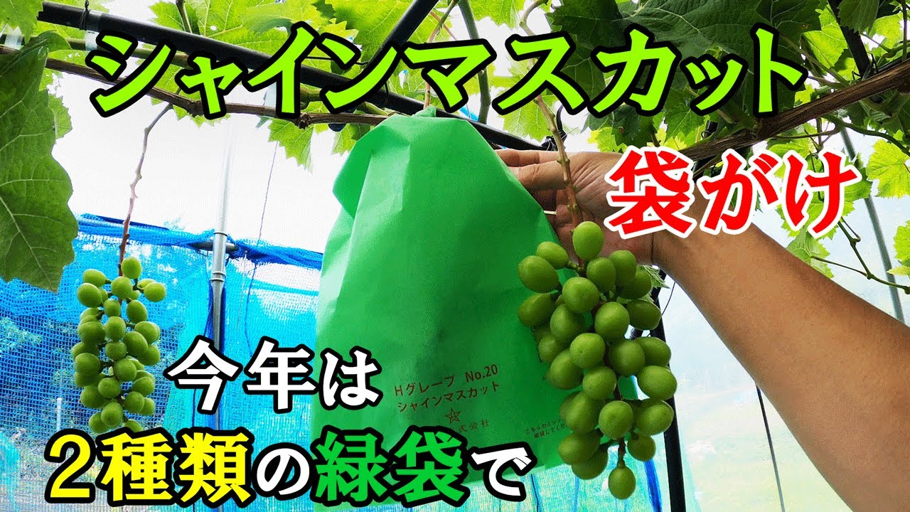 シャインマスカットの袋がけ　緑袋を2種類使って行いました