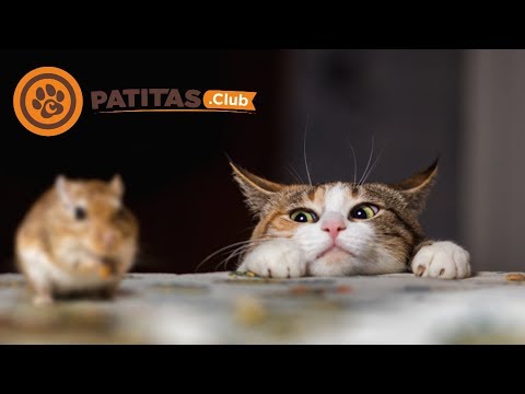 Video: Por Qué Los Gatos No Cazan Ratones