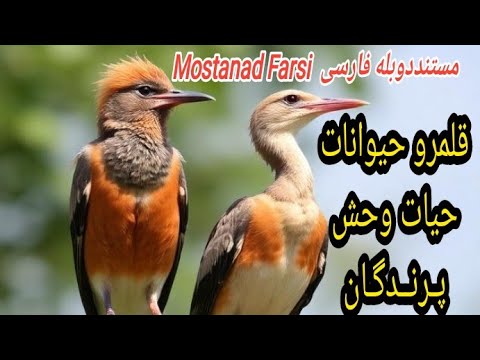 قلمرو حیوانات حیات وحش2 پرندگان