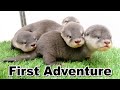 【カワウソ赤ちゃん】初めての"いまり"の大冒険！Imari's first big Adventure!【Mari's story】