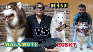 Siberian Husky VS Alaskan Malamute In Hindi : Comparison : Dog vs Dog : Husky Price In India : Dogs