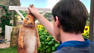 La Guerre Dans Le Jardin Pierre Lapin Extrait Vf