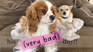 CAVAPOO SAWYER'S VERY *BAD* DAY!! by Sawyer's Wonderful Life 2,362 views 1 year ago 8 minutes, 24 seconds