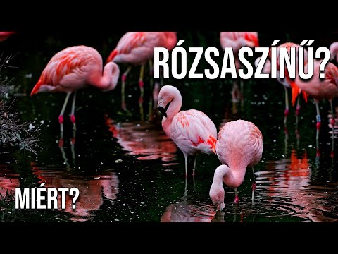 Videó: Flamingo: A Faj Néhány Jellemzője