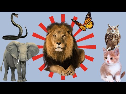 Animal sound synthesis: Elephant, Dog, Cat, Cow, Monkey