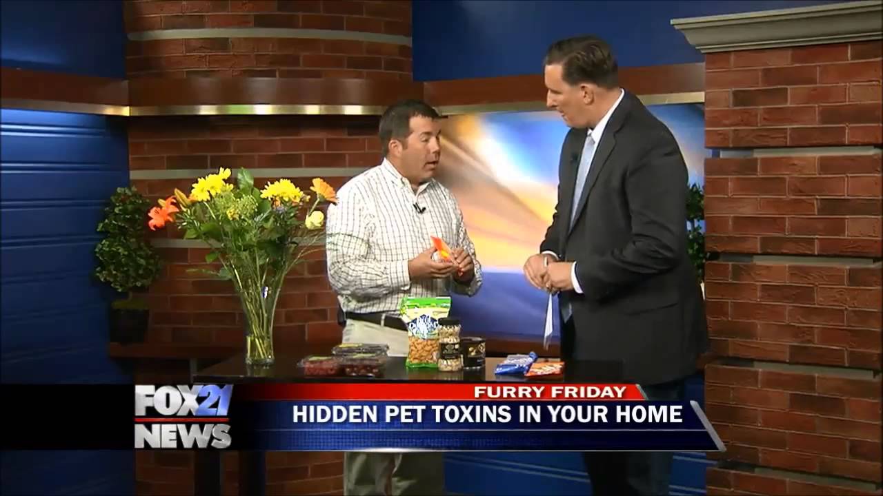 How to remove pet toxins from your home