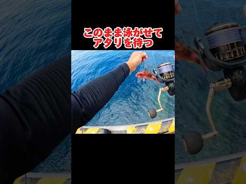 大物を狙い屋久島で釣りをすると#釣り#fishing