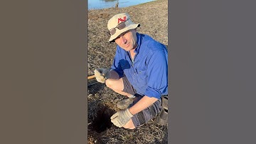 Metal Detecting With Good Conductivity ​⁠@MinelabDetecting #neilcolston  #metaldetecting