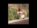 End of video