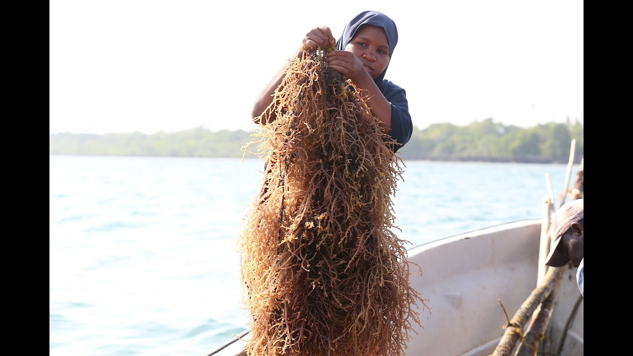 Mradi wa 'Blue Empowerment'