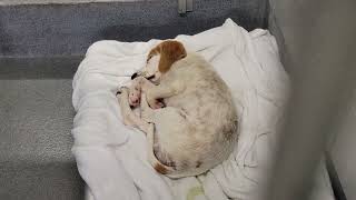 acs A673493