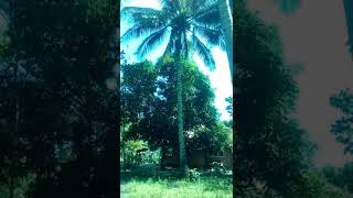 A guy climb the coconut tree