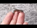 睡魔に負けるカナヘビの赤ちゃんが可愛すぎる                 Cute baby Japanese grass lizard that is losing sleep.