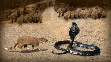 King Cobra Big Battle In The Desert Mongoose and the unexpected | Most Amazing Attack of Animals #2
